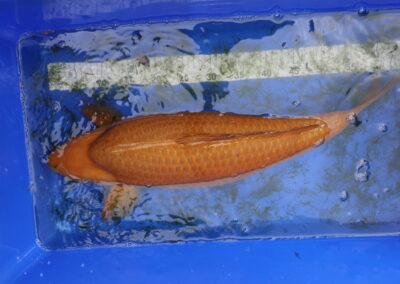 E02A0035
